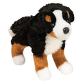 Miranda Bernese Mountain Dog